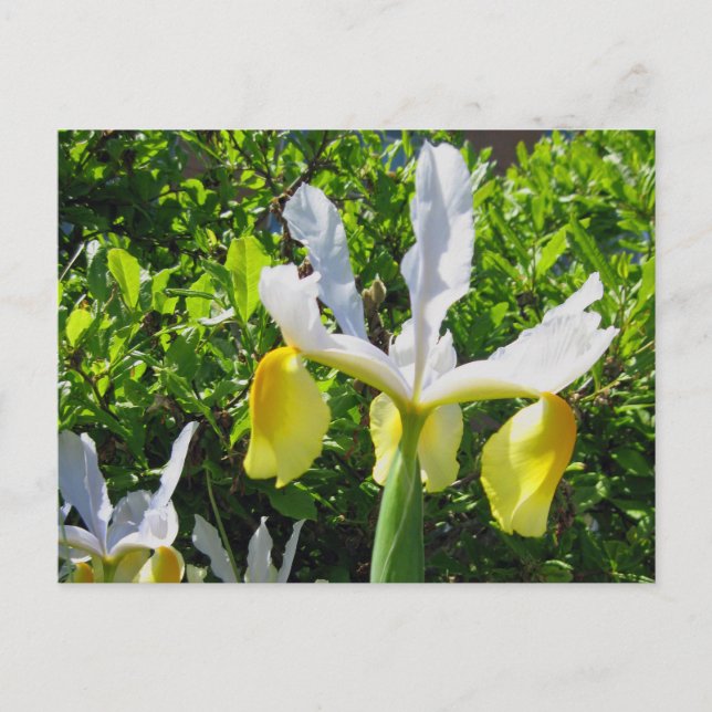 Tarjeta postal Iris Garden (Anverso)
