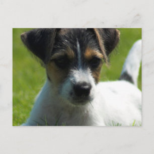 Tarjeta postal Jack Russell Puppy