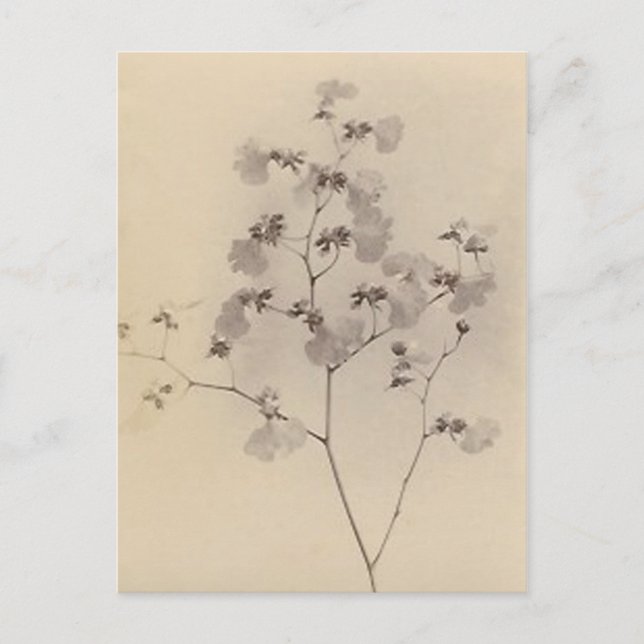 Tarjeta postal japonesa de flores de cerezo (Anverso)