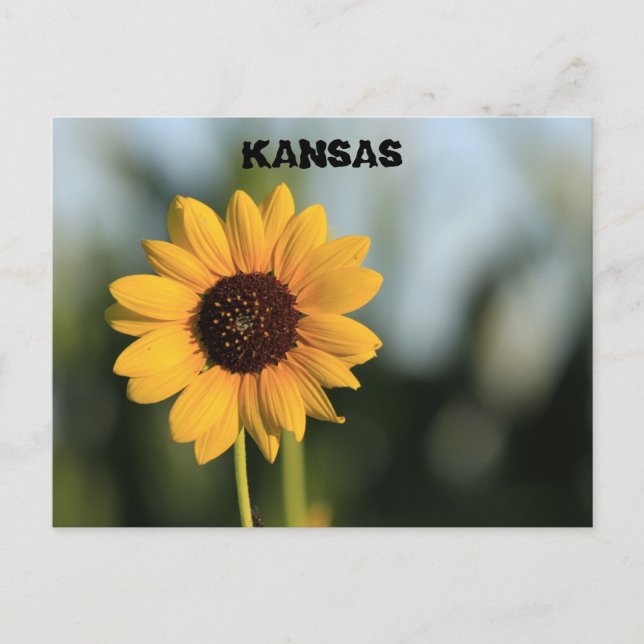 Tarjeta postal Kansas Wild Sunflower (Anverso)