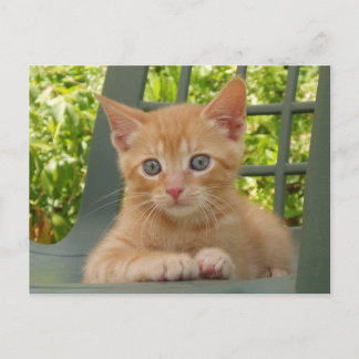 Tarjeta postal Kitten Dax