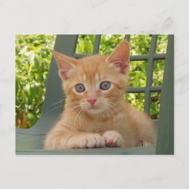 Tarjeta postal Kitten Dax (Anverso)