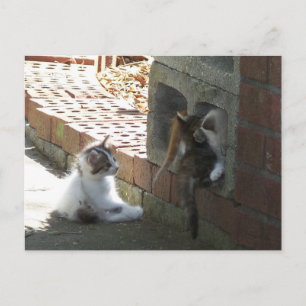 Tarjeta postal Kittens 050