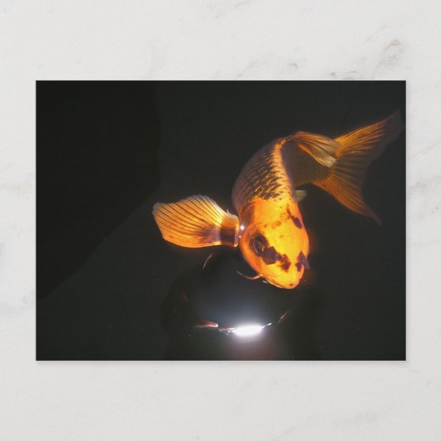 Tarjeta postal Koi no recortada (Anverso)