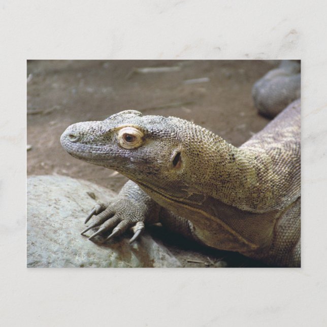 Tarjeta postal Komodo Profile (Anverso)