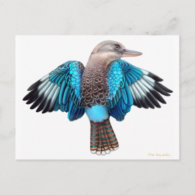 Tarjeta postal Kookaburra de ala azul (Anverso)
