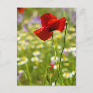 Tarjeta postal - La amapola roja