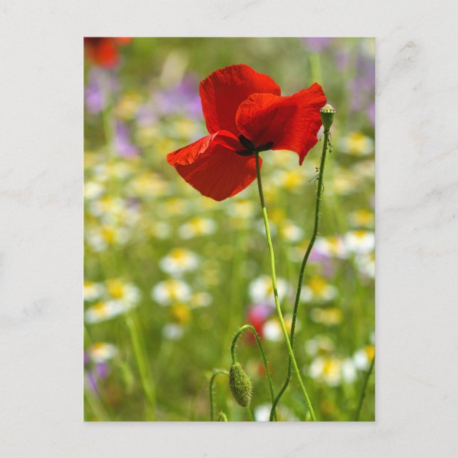 Tarjeta postal - La amapola roja (Anverso)
