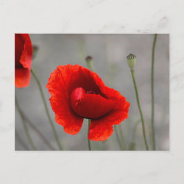 Tarjeta postal La amapola roja