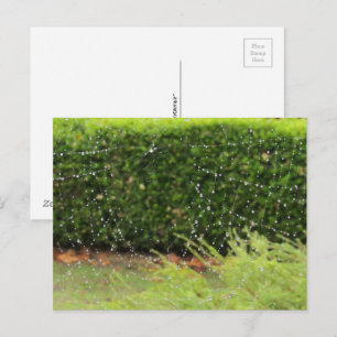 Tarjeta postal - La red de la naturaleza