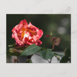 Tarjeta postal La rosa marchita