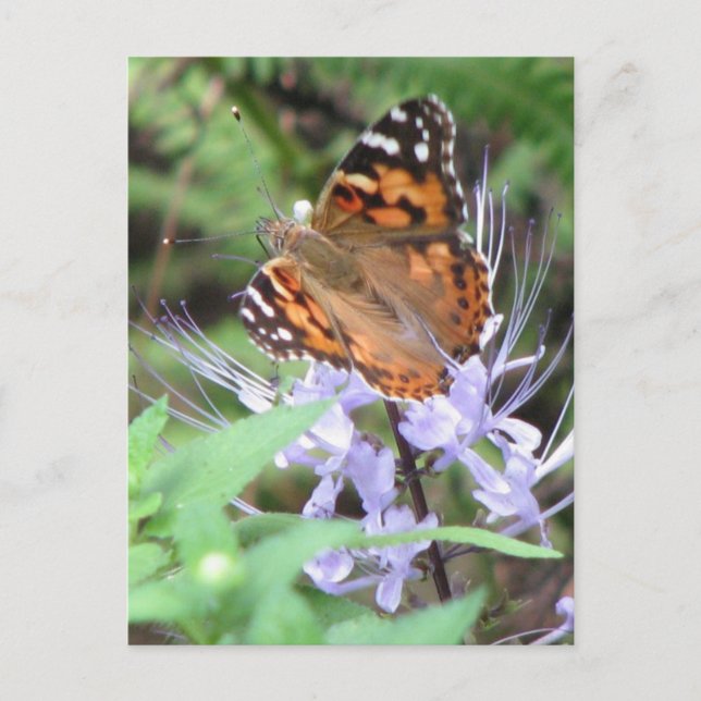 Tarjeta postal Lady pintada (Anverso)