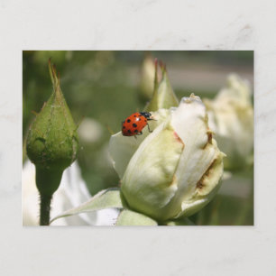 Tarjeta postal LadyBug Rosebud
