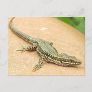 Tarjeta Postal Lagartija