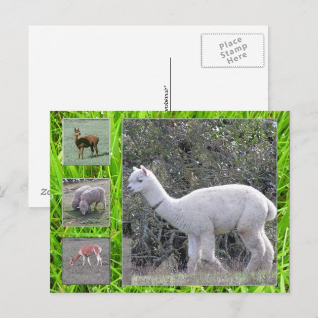 Tarjeta postal - Lana en pie (Anverso / Reverso)