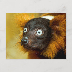 Tarjeta postal Lemur Rojo Rufled