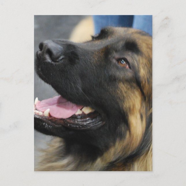 Tarjeta postal Leonberger (Anverso)