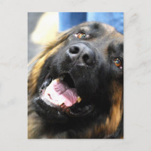 Tarjeta postal Leonberger