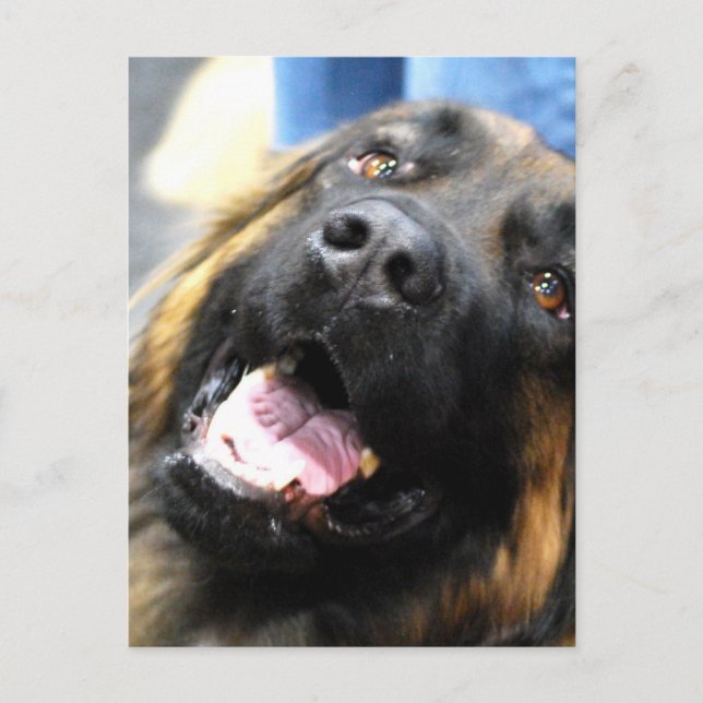 Tarjeta postal Leonberger (Anverso)