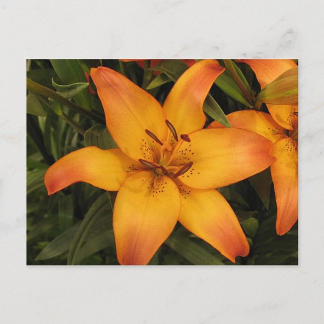 Tarjeta postal Lily (Anverso)