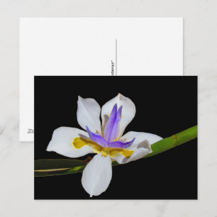 Tarjeta postal - Lirio de quincena