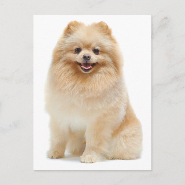 Tarjeta postal Love Pomeranian Puppy Dog Blank (Anverso)