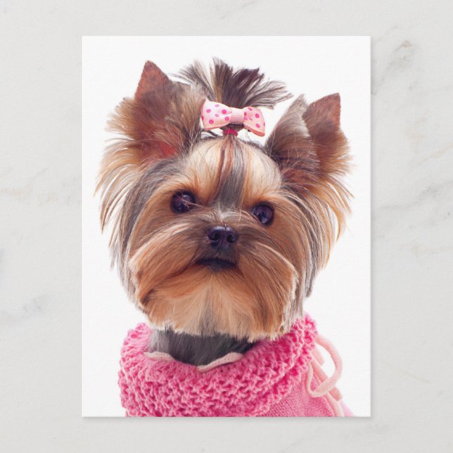Tarjeta postal Love Yorkshire Terrier Puppy Dog Bl (Anverso)