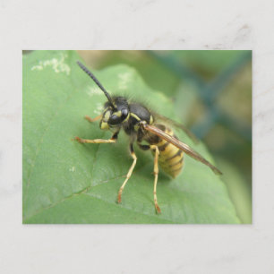 Tarjeta postal macro de mosca flotante