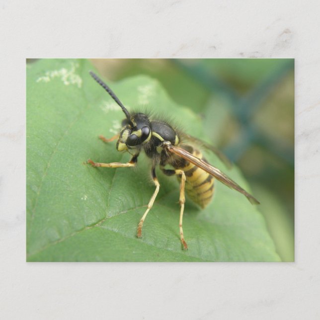 Tarjeta postal macro de mosca flotante (Anverso)