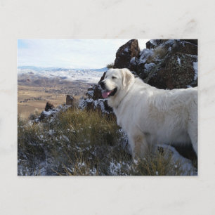 Tarjeta postal Majestic Mountain Dog