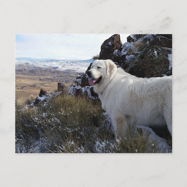 Tarjeta postal Majestic Mountain Dog (Anverso)