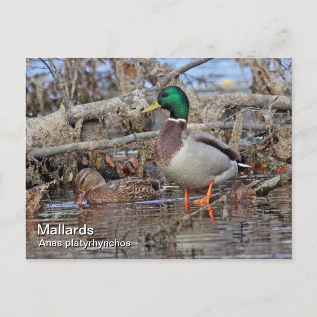 Tarjeta postal Mallard (Anverso)