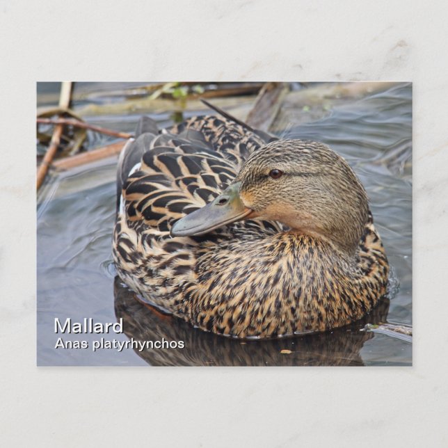Tarjeta postal Mallard (Anverso)