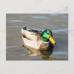 Tarjeta postal Mallard Drake