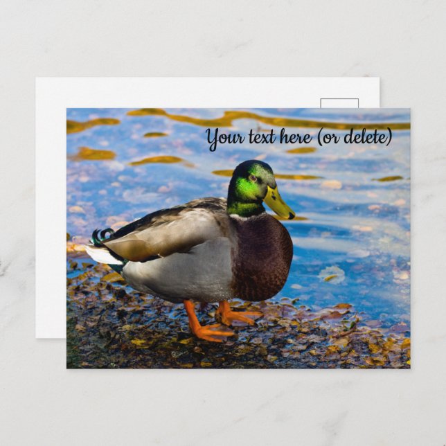 Tarjeta postal Mallard Duck (Anverso / Reverso)