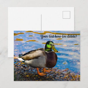 Tarjeta postal Mallard Duck