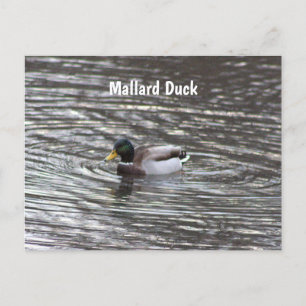 Tarjeta postal Mallard Duck