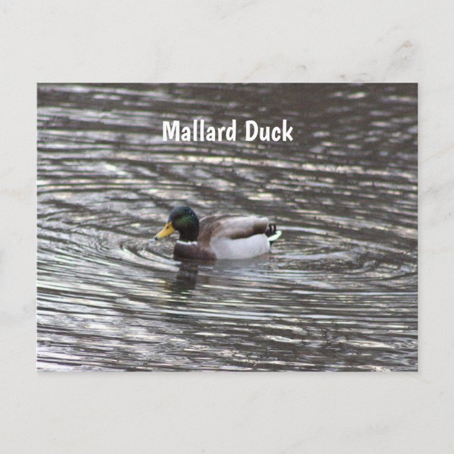 Tarjeta postal Mallard Duck (Anverso)