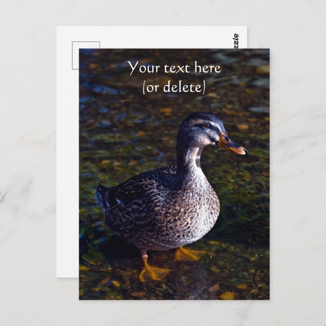 Tarjeta postal Mallard Duck (Anverso / Reverso)