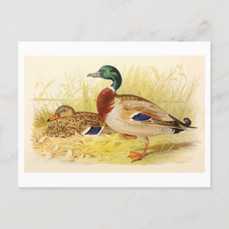 Tarjeta postal Mallard Ducks