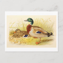 Tarjeta postal Mallard Ducks