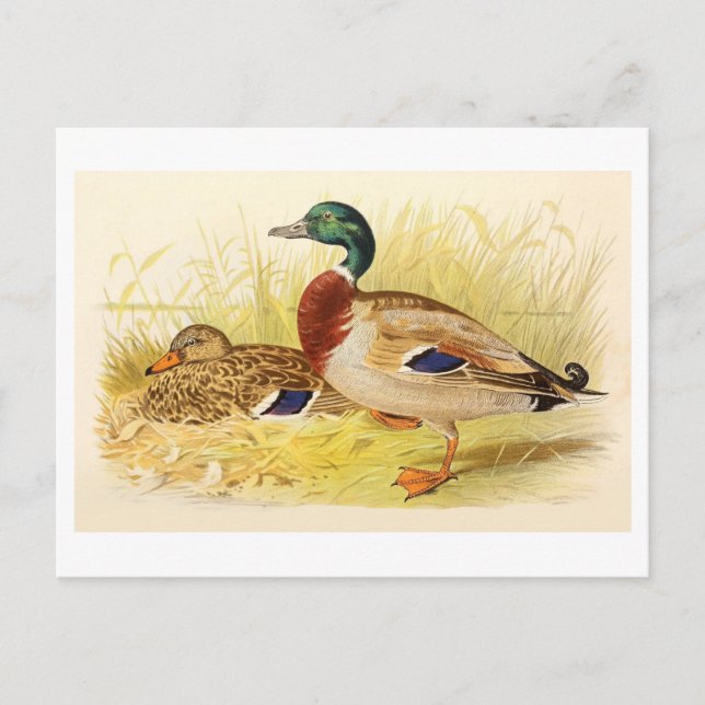 Tarjeta postal Mallard Ducks (Anverso)