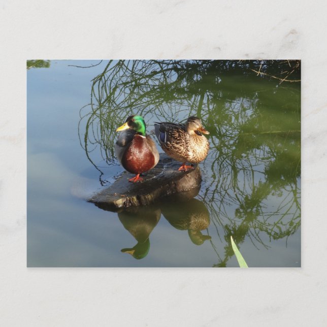 Tarjeta postal Mallard Ducks #2 (Anverso)