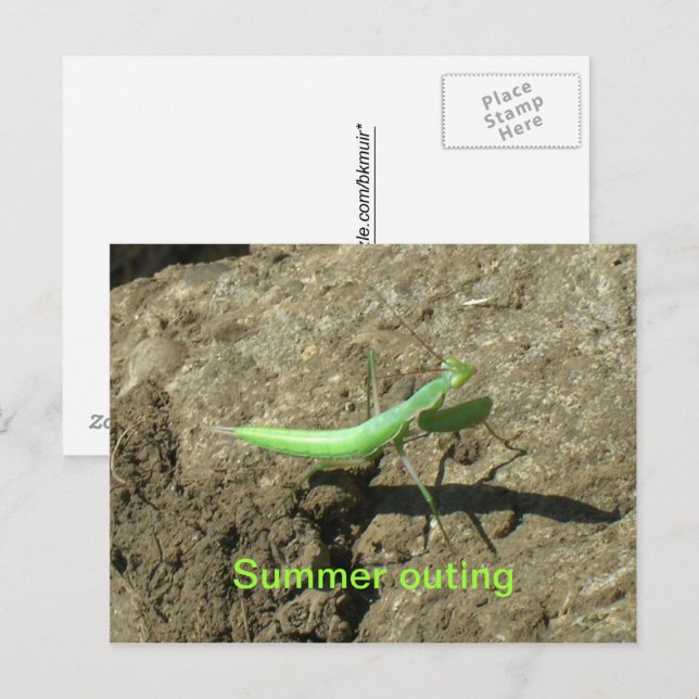 Tarjeta postal - Mantis religiosa (Anverso / Reverso)