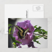 Tarjeta postal - Mariposa cola de golondrina en fl