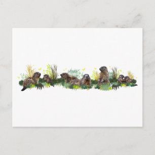 Tarjeta postal Marmot Meadow