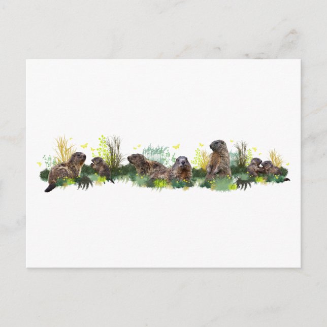 Tarjeta postal Marmot Meadow (Anverso)