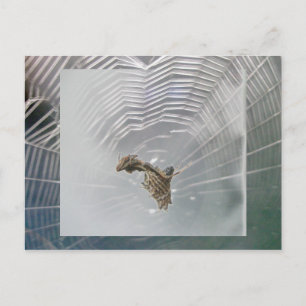 Tarjeta postal Micrathena Web & Spider