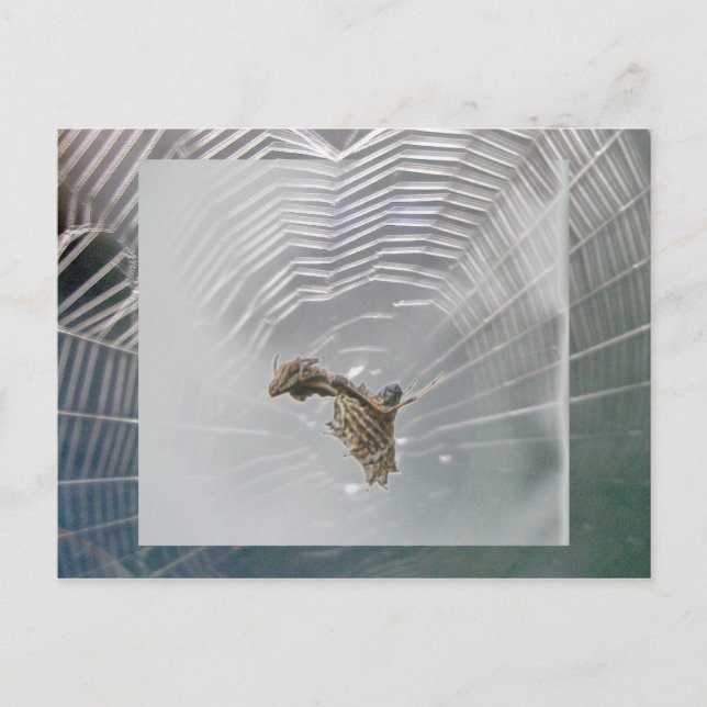 Tarjeta postal Micrathena Web & Spider (Anverso)