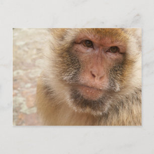 Tarjeta postal Monkey Face